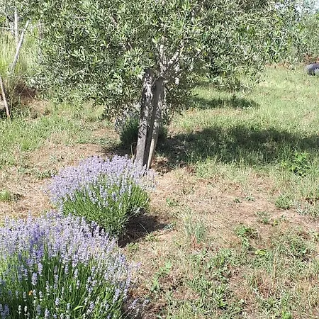 Apartment Lavanderin Dekani