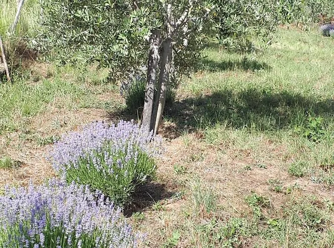 Apartman Lavanderin Dekani